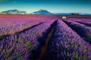 The lavender fields of Provence, France